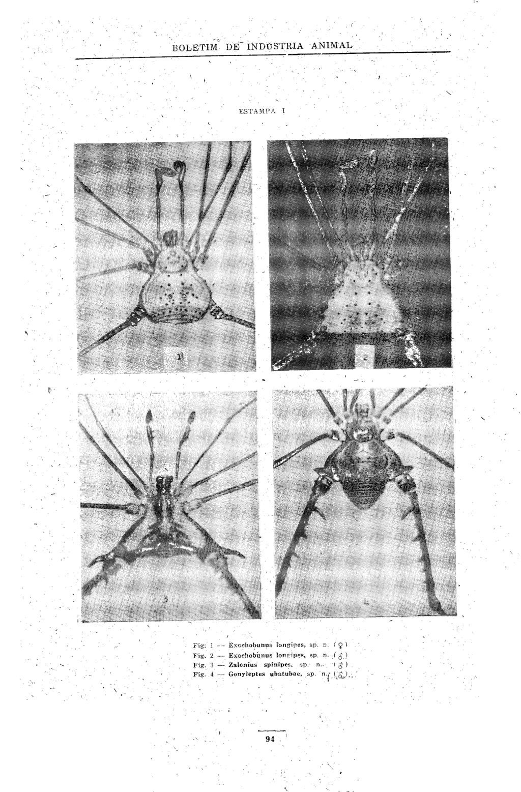 - 7 BOLETM DE- NDÚST'RLA ANMAL - t 1 \ F,STf<lPA Fig.! - Excrlioban~is lonz,:ies, sp n 9 Fig.