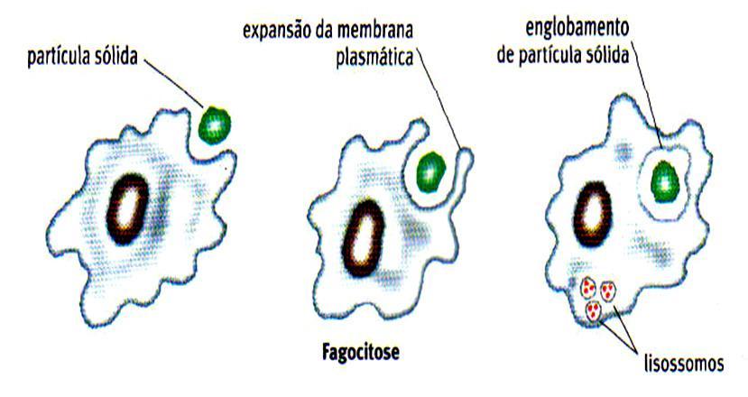 Digestão intracelular pseudópodes núcleo membrana
