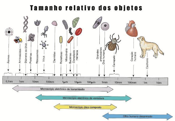 Tamanho