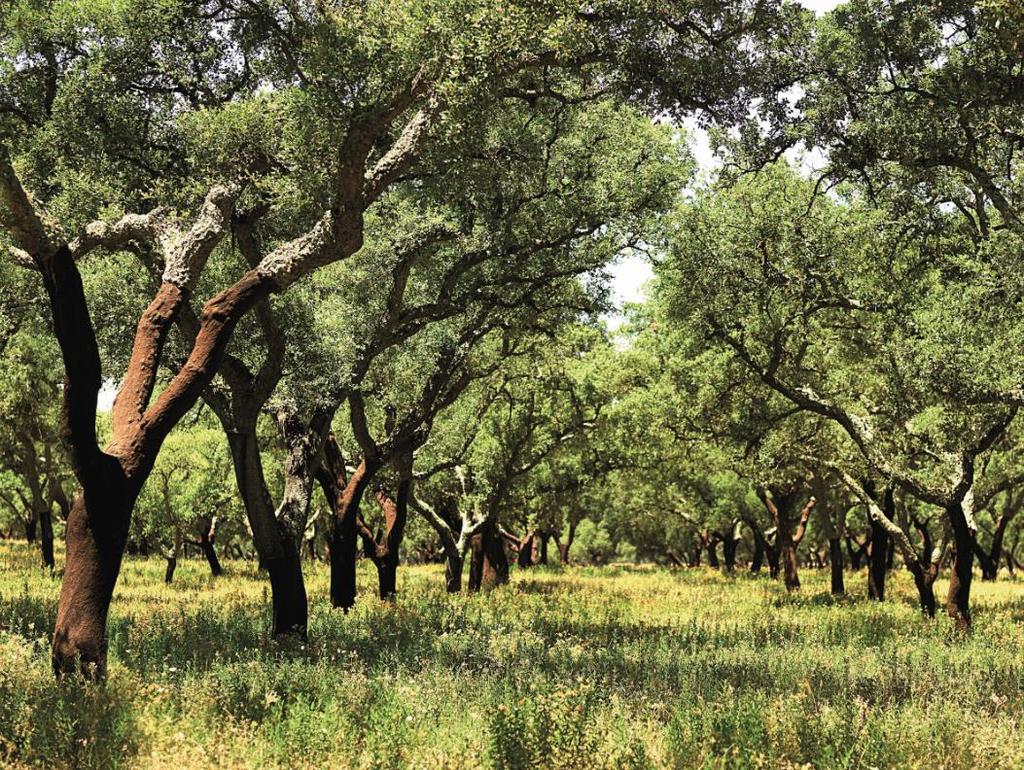 Montado" é uma paisagem tipicamente Ibérica,