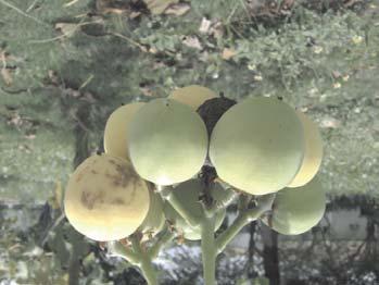 1 ISSN 0100-6460 Aspectos Fisiológicos de Sementes de Pinhão Manso Oriundas de Frutos Colhidos em Diferentes Estádios de Maturação 124 Circular Técnica Campina Grande, PB Julho, 2008 Autores Fábio