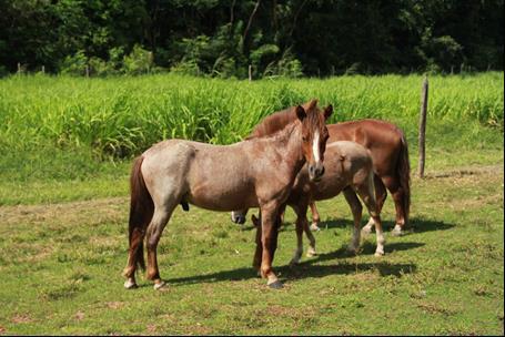 As suas principais características e funções são de: animal de serviço, atrativo nas fazendas, com grande resistência nos locais pantanosos, adaptação ao clima da região e velocidade a galopes curtos.