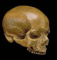 A vida surgiu na terra ~4 bilhões de anos atrás Homo sapiens surgiu como uma espécie ~300.000 anos atrás Crânio Cro magnon de Homo sapiens de ~ 30.