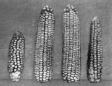 O milho híbrido logo substituiu o cultivar anterior A B x A A x B B Os fazendeiros tiveram que comprar sementes ao final de cada colheita, então o aumento na produção também resultou em aumento em