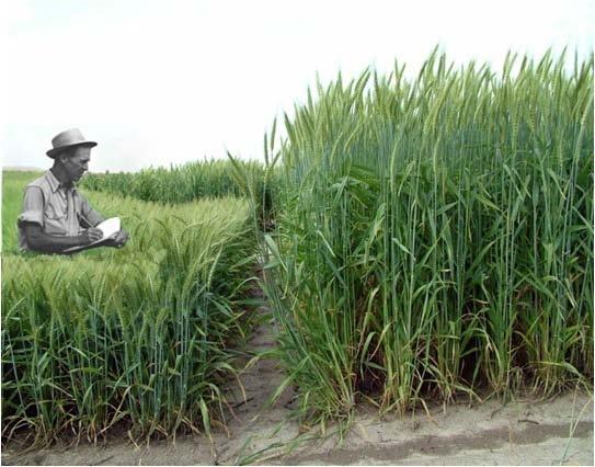 Norman Borlaug foi um melhorista vegetal, pai da Revolução Verde Uma