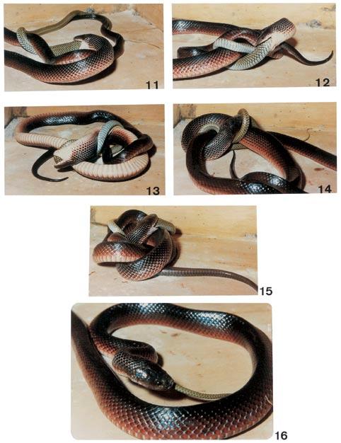 Comportamento alimentar e dieta de serpentes, gêneros Boiruna e Clelia... 17 Figs. 11-16.
