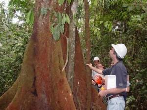 Obrigações Florestais DOCUMENTO AUTORIZATIVO PARA INTERVENÇÃO AMBIENTAL DAIA (substituiu a antiga Autorização para Exploração Florestal - APEF): Intervenção ambiental: supressão de cobertura vegetal