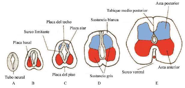 FORMAÇÃO DA MEDULA ESPINHAL Espessamento das paredes laterais da medula placas alares = área sensorial