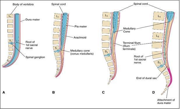 POSIÇÃO DA MEDULA ESPINHAL Estende-se por todo o comprimento do canal vertebral