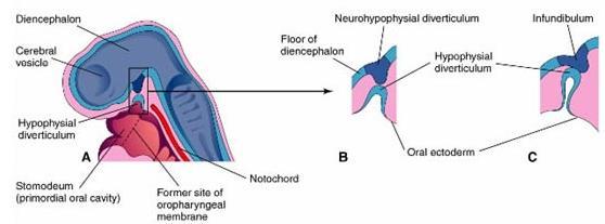 Prosencéfalo ou encéfalo anterior: Diencéfalo: Hipófise origina-se de duas fontes: Divertículo