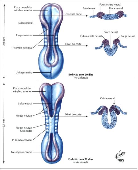 ORIGEM EMBRIOLÓGICA Dobramento tubo Neura Fechamento = região medial Extremidades = neuróporos cavidade =