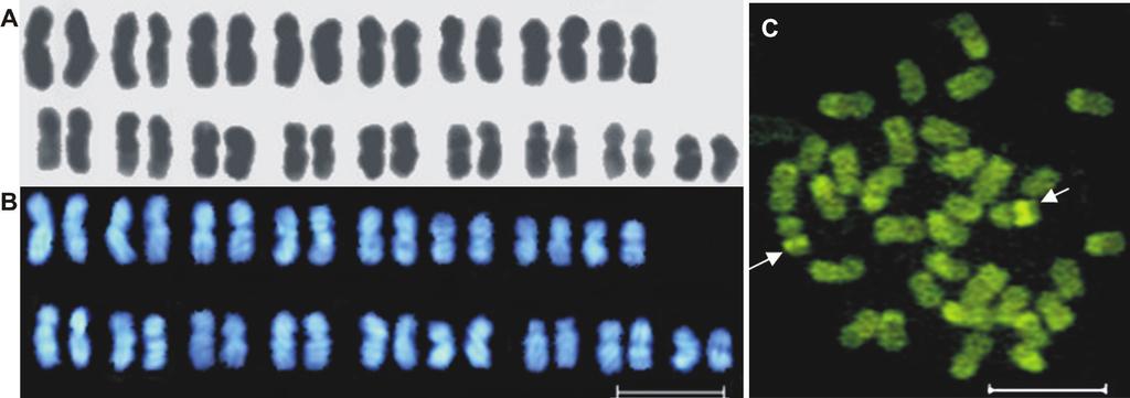 65 Figura 1. Cromossomos de fêmeas de Trigona chanchamayoensis (2n=34) coradas com A) Giemsa, B) fluorocromo DAPI e C) fluorocromo CMA 3. Setas indicam marcações CMA 3+. Barra= 5µm.