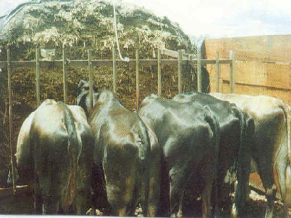 Ensilagem Auto-alimentação de vacas no silo de superfície com