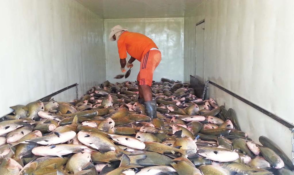 Cadeia do tambaqui Carregamento de tambaqui para o mercado de Manaus destas regiões produtoras.