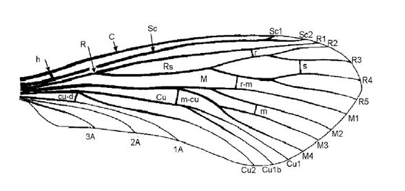 Anais (A): São ramificadas, percorrem a parte inferior da asa (região anal): 1A, 2A e 3A.
