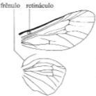 Anal: na intersecção da margem com a anal.