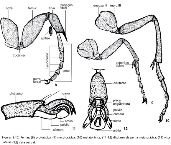 Pós-tarso (pt): Garras tarsais: são estruturas do pós-tarso presentes nas extremidades apical de todas as pernas. Facilita movimentação.