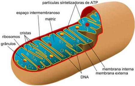 Organização geral das mitocôndrias Matriz mitocôndrial: Enzimas, DNA mitocondrial, ribossomos, RNAs Membrana interna: Cristas,
