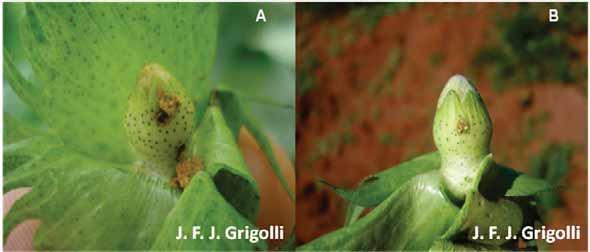 8 Figura 1. Orifício de alimentação (A) e de oviposição (B) causado por Anthonomus grandis em botões florais de algodoeiro.