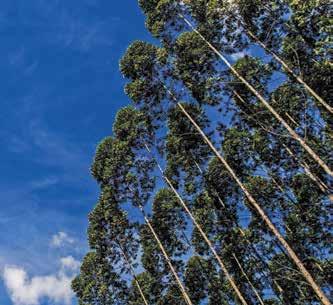 APRESENTAÇÃO O Plano de Manejo Florestal da Celulose Nipo-Brasileira S. A. - CENIBRA S.A. é uma ferramenta utilizada pela Empresa no planejamento das atividades florestais.