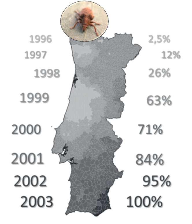 Controlo biológico com Anaphes nitens Em 2003 as monitorizações de