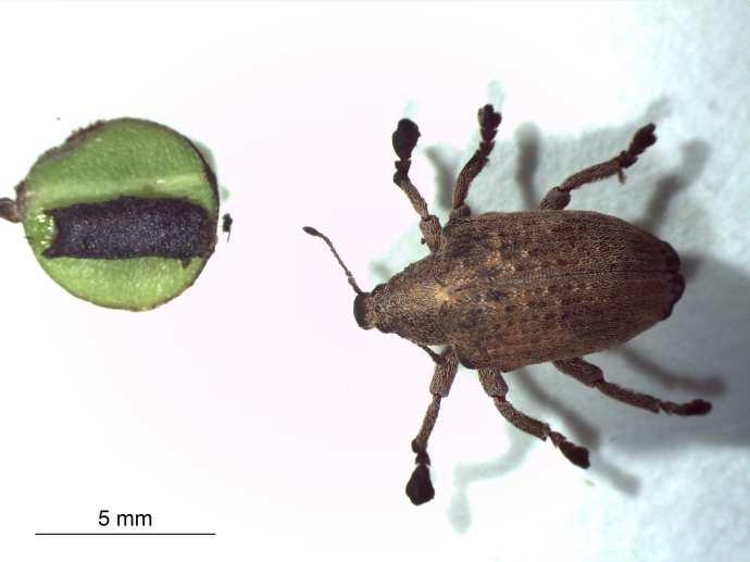 Identificação de outros inimigos naturais Em 2009 foi feita uma importação de alguns desses inimigos naturais e iniciou-se a tentativa de criação em