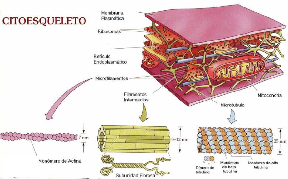 A parte mais externa (periférica) é gelatinosa, chamada de ectoplasma, já a parte mais interna é fluída e denominada endoplasma.