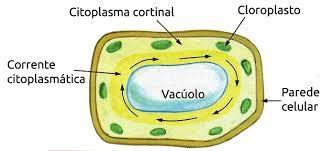 Movimento celular - Ciclose Contínuo movimento das organelas citoplasmáticas e substâncias do citosol (importante para a distribuição intracelular de substâncias) ao redor do vacúolo da célula