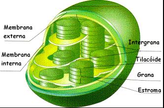 - Ciclo de Krebs Também chamado de ciclo do ácido cítrico. O ácido pirúvico formado no citosol, penetra na mitocôndria.