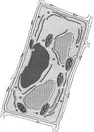 10. Os plastos podem ser classificados de acordo com o pigmento que possuem. Aqueles que acumulam carotenoides e não possuem clorofila são chamados de: a) cloroplastos. b) cromoplastos.