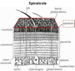 Serve de ponto de ligação às pernas, asas e outros apêndices A epicutícula funciona como barreira à perda de água por evaporação geral através do
