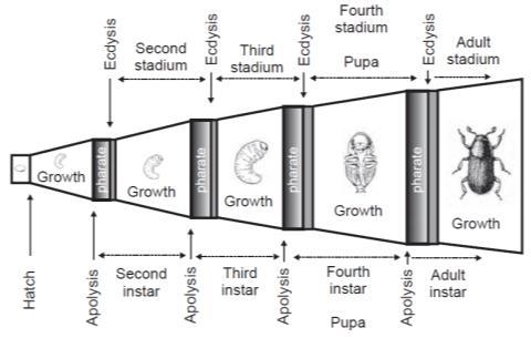 estágio Quarto estágio Pupa Estágio adulto Ruptura da cutícula velha Ecdise!