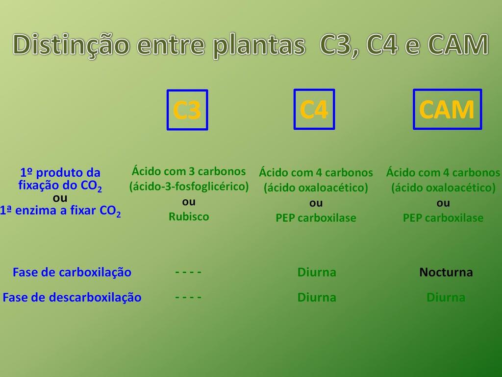 Qual a diferença entre plantas C4 e CAM no que diz