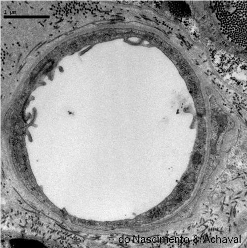 P Figura 6.3 - Eletromicrografia de capilar contínuo no tecido nervoso, onde são indicadas junções de oclusão ( ) e projeções de macropinocitose ( ).