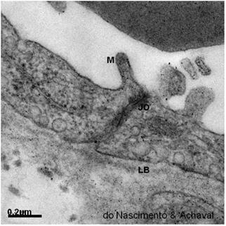 4 - Segmento do capilar contínuo, mostrando junções de oclusão (JO), projeção de macropinocitose (M), vesículas de pinocitose (P) e lâmina basal (LB).