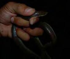 Phimophis