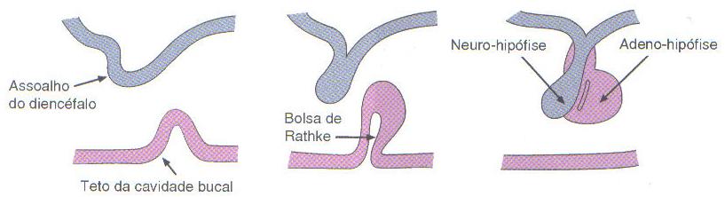 Figura 9.