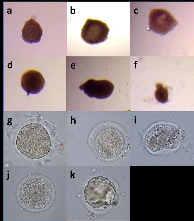(d), A. oncocalyx (e) and onco A (f). Oocytes after in vitro maturation in TCM199 + (control) (g) or supplemented with DMSO (h), DXR (i), A.
