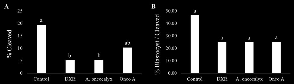 exposure (only during in vitro embryo culture) to DXR, A.