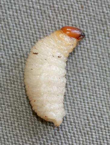 Amigos, principalmente as larvas do moleque fazem galerias no rizoma.