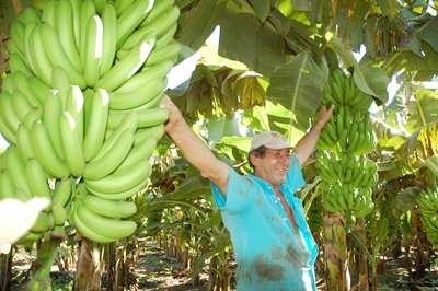 A cultura da banana é explorada na maioria dos países tropicais como o Equador, Costa Rica e Colômbia que concentram 83% das exportações mundiais.