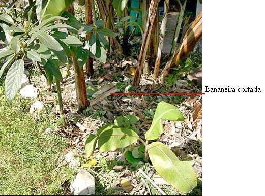 As demais plantas que não farão parte da touceira bem como os restos de bananeiras velhas devem ser picados em pedaços pequenos e expostos ao sol para acelerar o