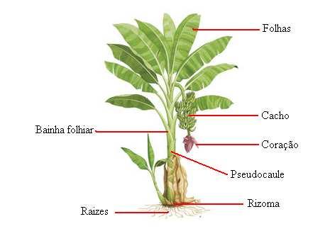 Amigos, a bananeira possui um caule subterrâneo cheio de escamas, chamado rizoma, que é o verdadeiro e único caule da bananeira.