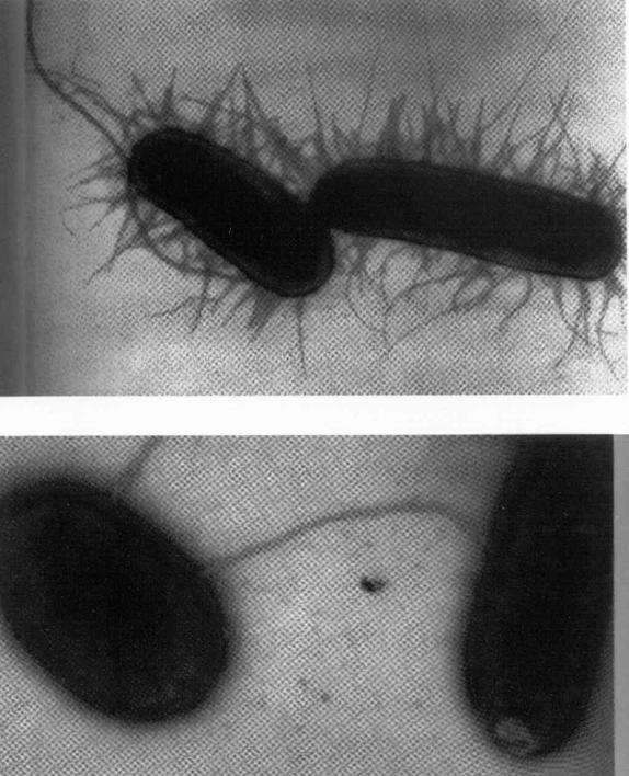 Evasão fesas asinas fimbriais ou afimbriais biofilmes