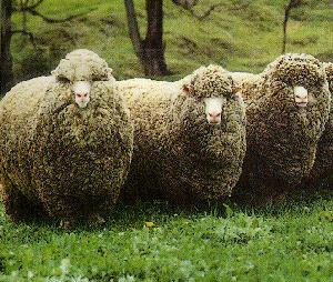 Raças produtoras de lã: Merino e Ideal Merino Formadora das variedades(vieira, 1967): Alemanha Merino Electoral. França Merino Rambouillet e Merino Precoce.