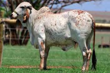 536,85 kg/abcz/unesp EFALC Nata Lageado Lactação: 15.