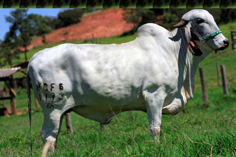 Irmã completa da Campeã ExpoZebu 2015,