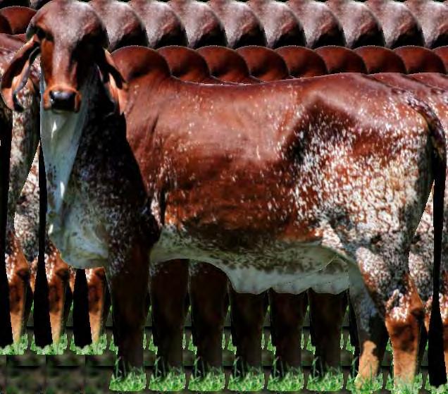 143 kg de leite CA Paladino In 556,92 kg/abcz/unesp Rara Alto Estiva Lactação: 7.017 kg de leite Hamala reúne a beleza e a qualidade dos seus pais e avós.