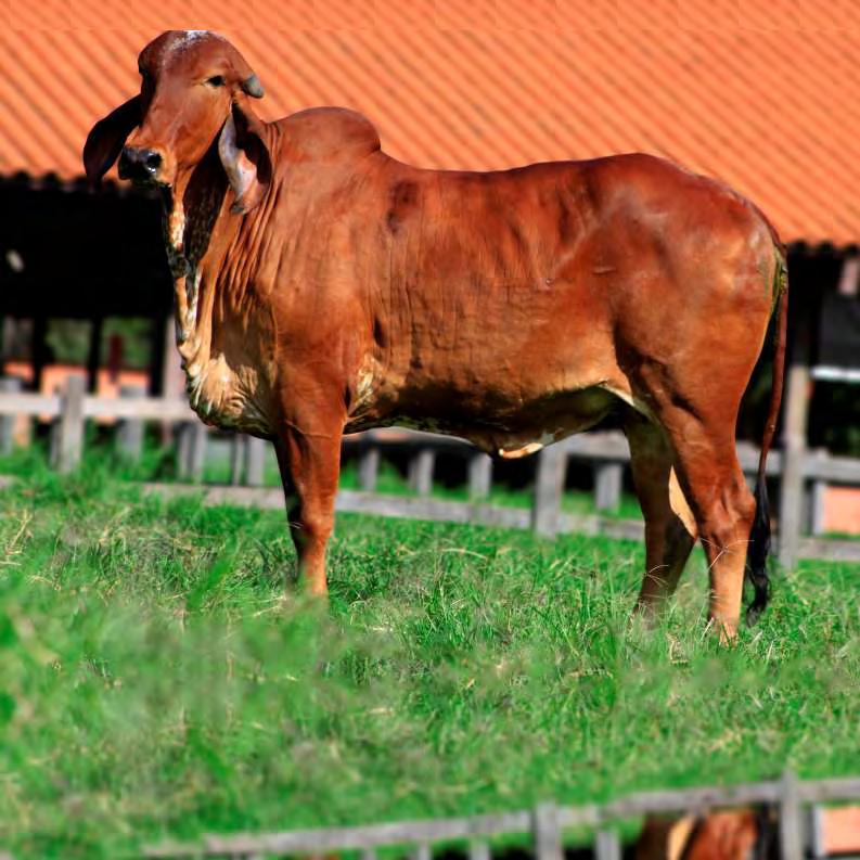 017 kg de leite Único TE CAL 633,13kg/ABCZ/UNESP Unidade TE Silvania