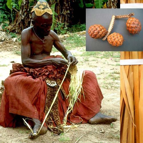 A vestimenta de Omolú/Obaluaiê é feita de ìko, é uma fibra de ráfia extraída do Igí-Ògòrò, a palha da costa, elemento de grande